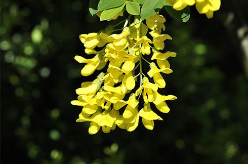 泰国的国花是金链花 Cassia Fistula Linn。（来源：泰旅局）